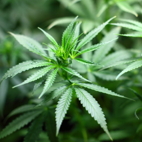 Cannabis